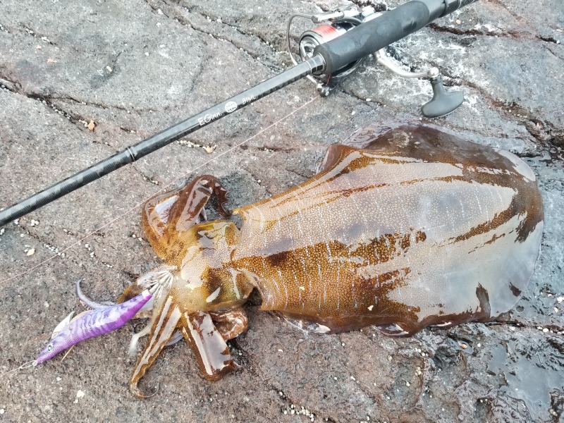 釣果情報 Tsuriken 釣果情報 Tsuriken