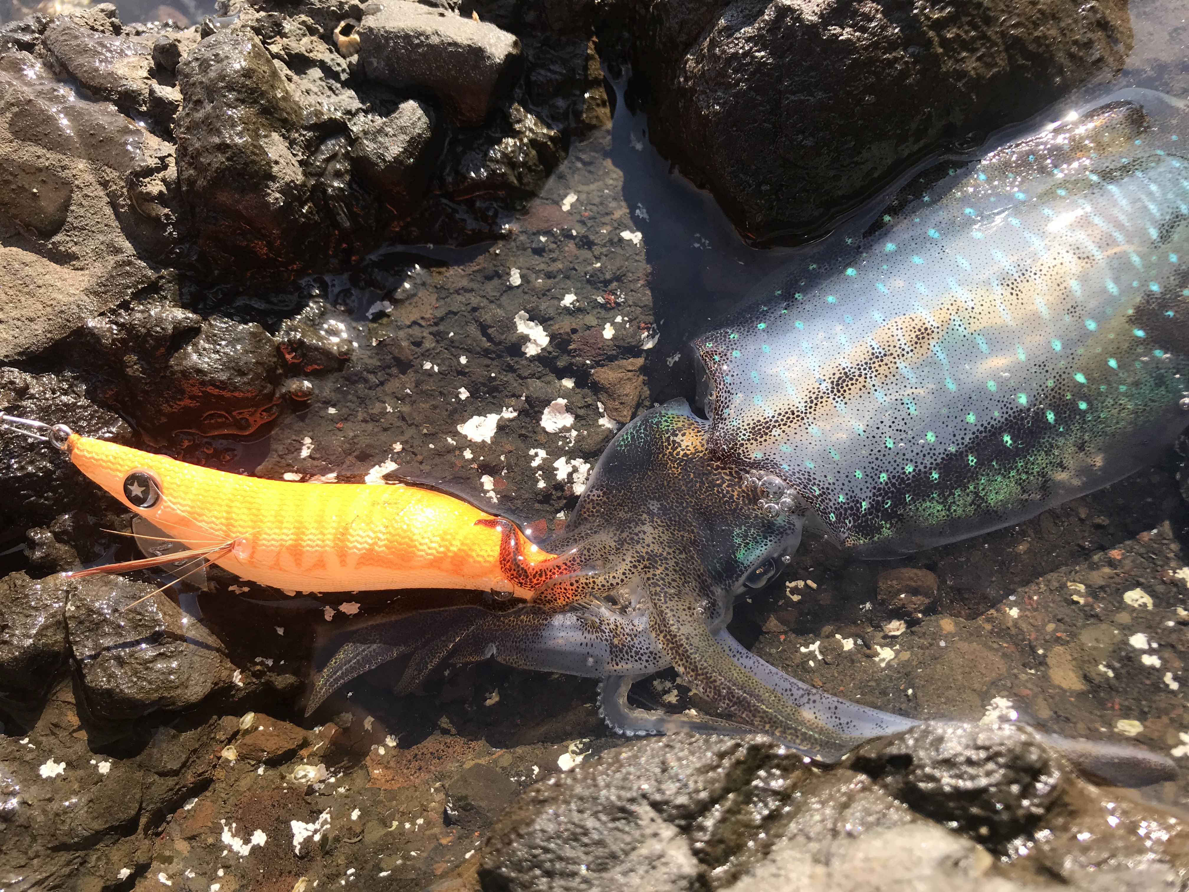 Tsuriken 釣果情報