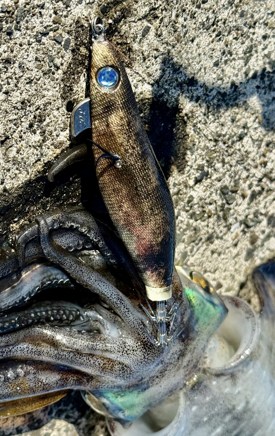 ツリケン釣研 磯浮5本セット 内海SP内海チヌ列島チヌ TSURIKEN ツリケン釣研 磯浮5本セット 内海SP内海チヌ列島チヌ TSURIKEN
