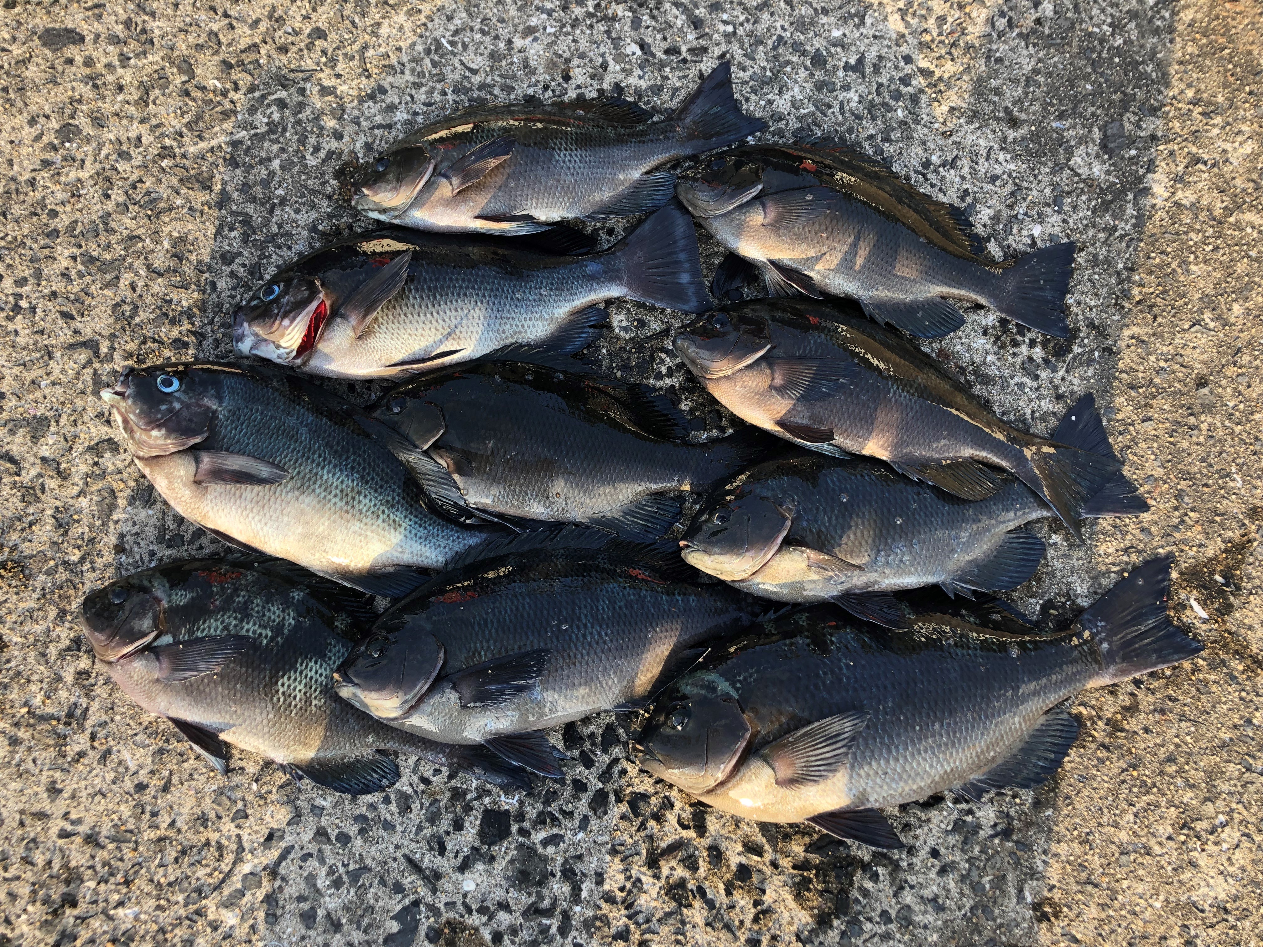 釣果情報 Tsuriken 釣果情報 Tsuriken