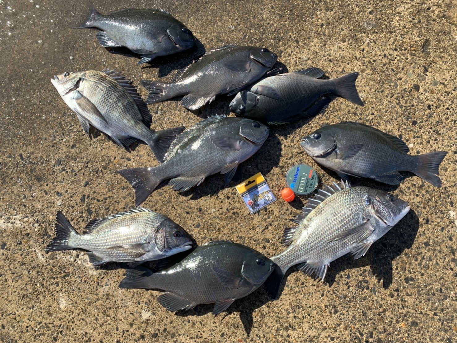 釣果情報 Tsuriken 釣果情報 Tsuriken