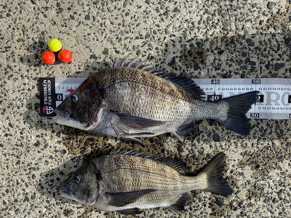 釣果情報 | TSURIKEN